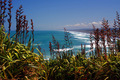 Muriwai 