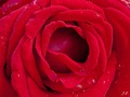 Red rose