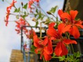 Pelargonija