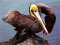 EL PELICAN