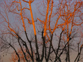 Sunset Tree