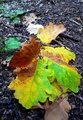 Autumn Leaves.…