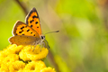 Lycaena Phlaeas