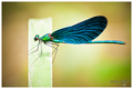 Calopteryx Vir…