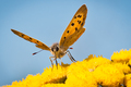 Lycaena-Phlaeas