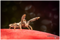 Salticidae jum…