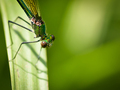 Calopteryx Vir…