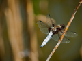 dragonfly-4