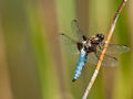 dragonfly-5