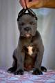 Cane Corso beb…