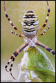 Argiope bruenn…