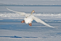 El cisne pasa