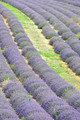 Valensole