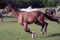 galop