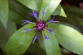 Centaurea...