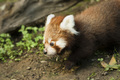 Red Panda Cub