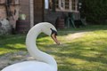 Swan