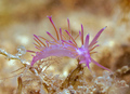 Flabellina aff…