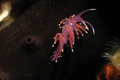 Flabellina isc…