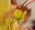 Colias croceus