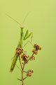 Praying mantis