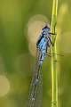 Damselfly #2