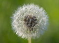 Taraxacum