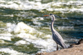 Gray Heron aka…