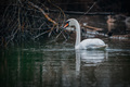 Labuđe jezero.…