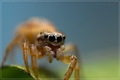 jumper spider