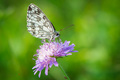 Melanargia gal…