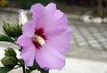 hibiskus....