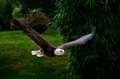 Bald Eagle - 2