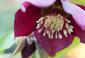 Helleborus