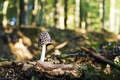 Coprinus picac…