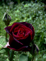 Dark rose