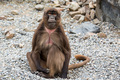 Gelada/Chelada…