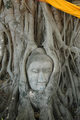 Buddha tree