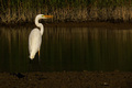 Ardea alba