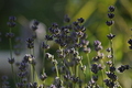 lavanda..