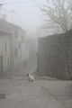 Mačka u magli