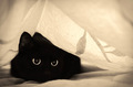 kitty darling
