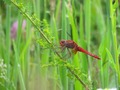 Crocothemis er…