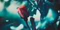 Rose red...