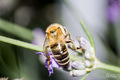 Pčela i lavand…