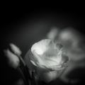 White rose