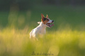 Jack Russell