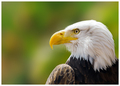 Bald eagle 2