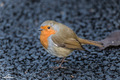 European robin