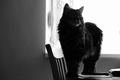 Mitzi